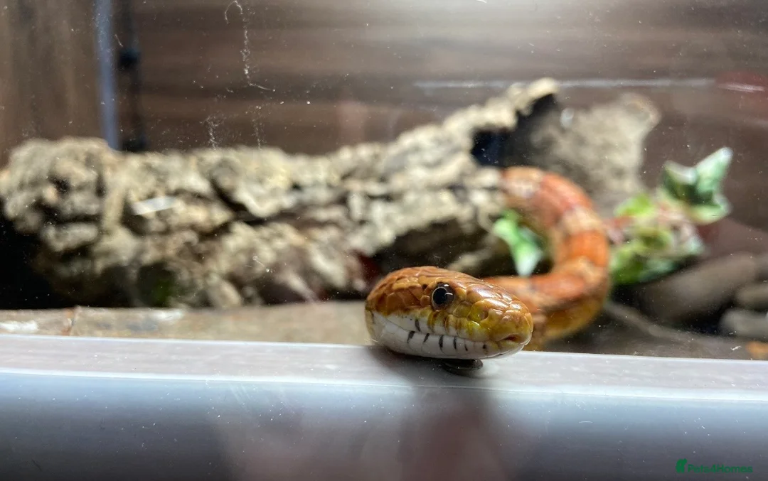 Corn Snake reptiles for sale: Simon the Cornsnake - Advert 6