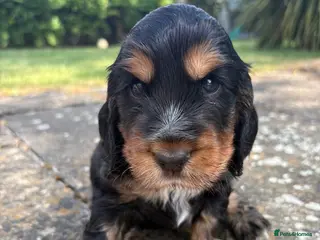 Cocker Spaniel dogs Last remaining Stunning KC registered Show Cocker - Advert 1