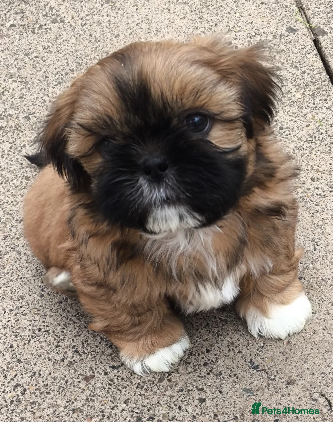 Shih Tzu dogs for sale: Standard Pure breed Shih Tzu  - Advert 2