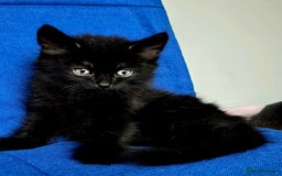 Mixed Breed cats for sale: 2 Adorable boys - Ragdol Mix kittens - Image 9
