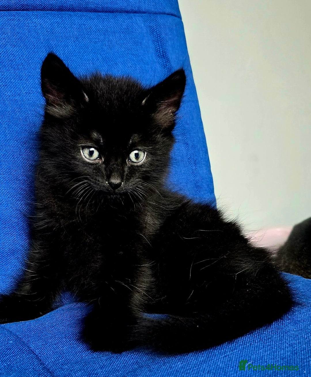 Mixed Breed cats for sale: 2 Adorable boys - Ragdol Mix kittens - Image 9