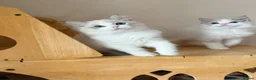 Ragdoll cats for sale: Adorable Ragdoll Kittens - 12 Weeks, Ready Now - Advert 9