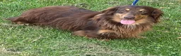 Miniature Dachshund dogs for sale: Dachshund miniature long hair  - Advert 24