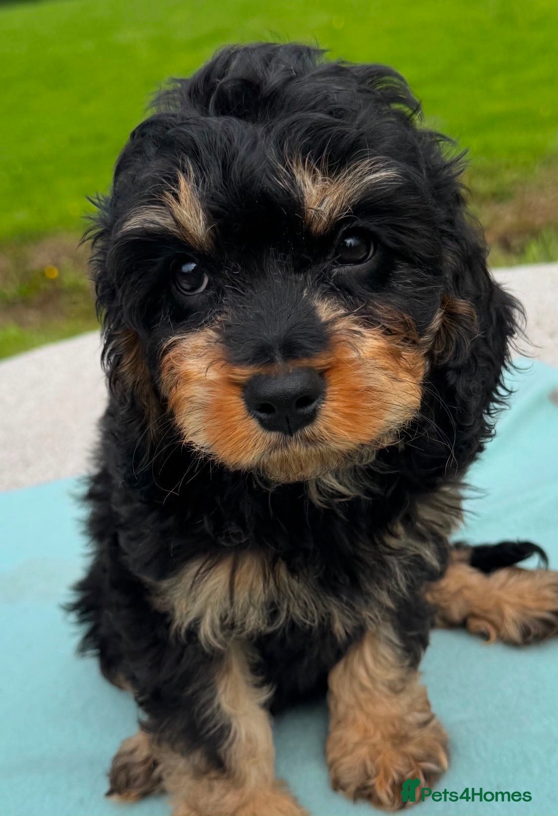 Cavapoo dogs Puppies ready to leave to their new loving homes - Advert 1