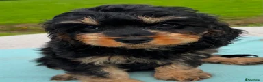 Black and Tan - Rare and Handsome