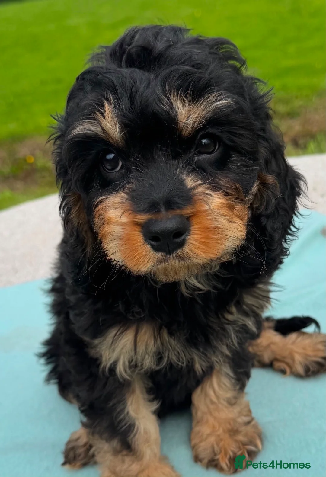 Cavapoo dogs for sale: Puppies ready to leave to their new loving homes - Advert 1