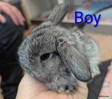Mini Lop rabbits Very friendly mini lops! Perfect house bunnies! - Advert 7