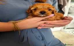 Cavapoo dogs for sale: 🌟 Rare Tiny Toy Cavapoo's F1B - Image 11