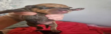 Miniature Pinscher 3