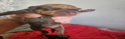 Miniature Pinscher dogs for sale: Adorable miniature pinscher puppies  - Advert 6