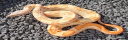 Boa Snake reptiles for sale: Male VPI Sunglow het Blood & Male 2025 VPI sunglow - Advert 6