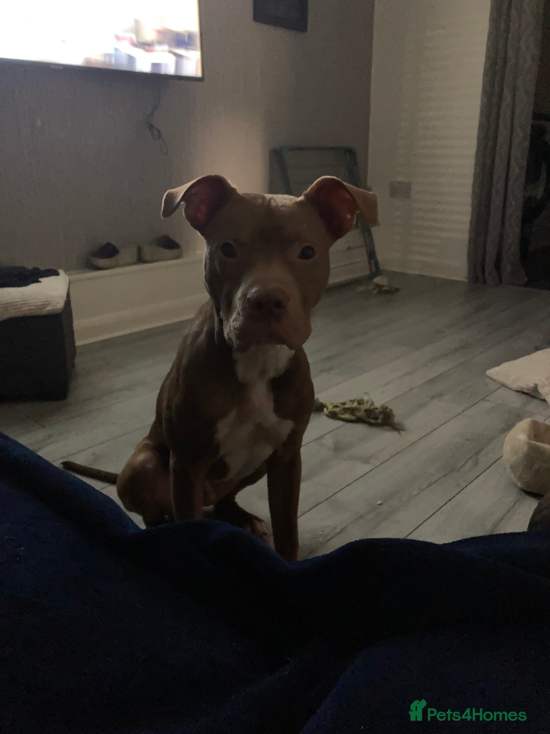 Mixed Breed dogs for sale: Buddy, 10 month old - Image 2