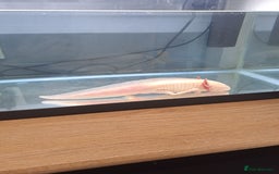 Axolotl reptiles for sale: Axolotl x2 - Image 7