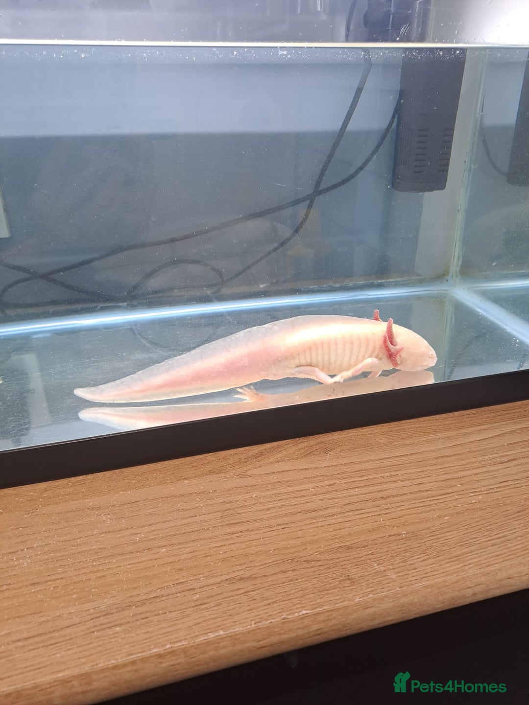 Axolotl reptiles for sale: Axolotl x2 - Image 7