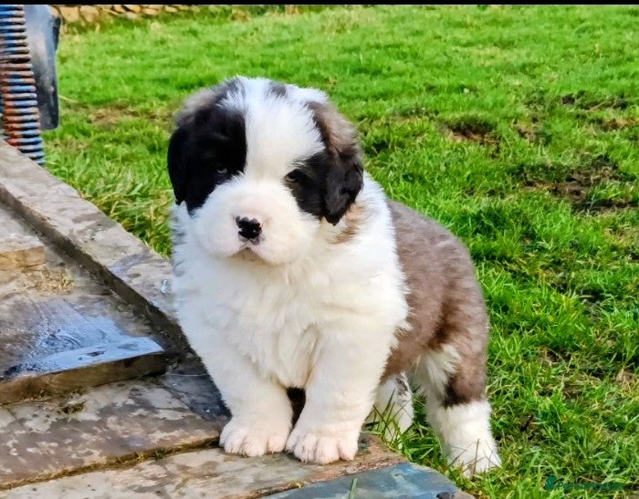 Saint Bernard dogs Exceptional litter of fabulous quality Saints  - Advert 2