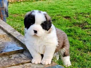 Saint Bernard dogs Exceptional litter of fabulous quality Saints - Advert 2