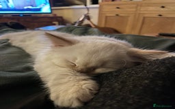 Norwegian Forest Cat cats for sale: Gorgeous Norwegian Forest Mix - Image 9