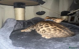 Bengal cats for sale: Stunning bengal x bsh kittens  - Advert 28