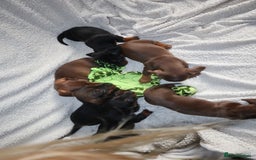Dachshund dogs for sale: Dachshund puppies available now💙❤️ - Image 5