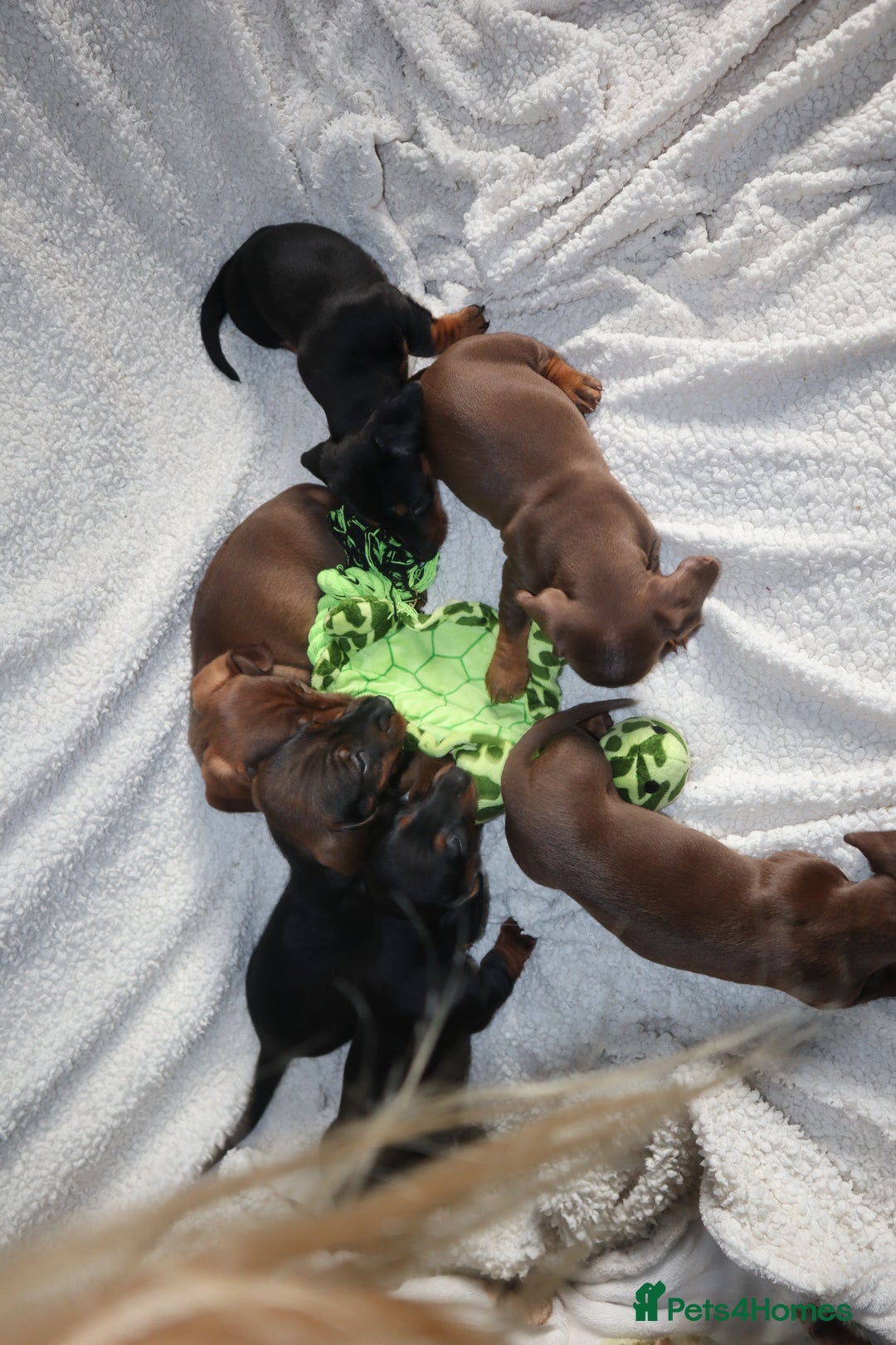 Dachshund dogs for sale: Dachshund puppies available now💙❤️ - Image 5
