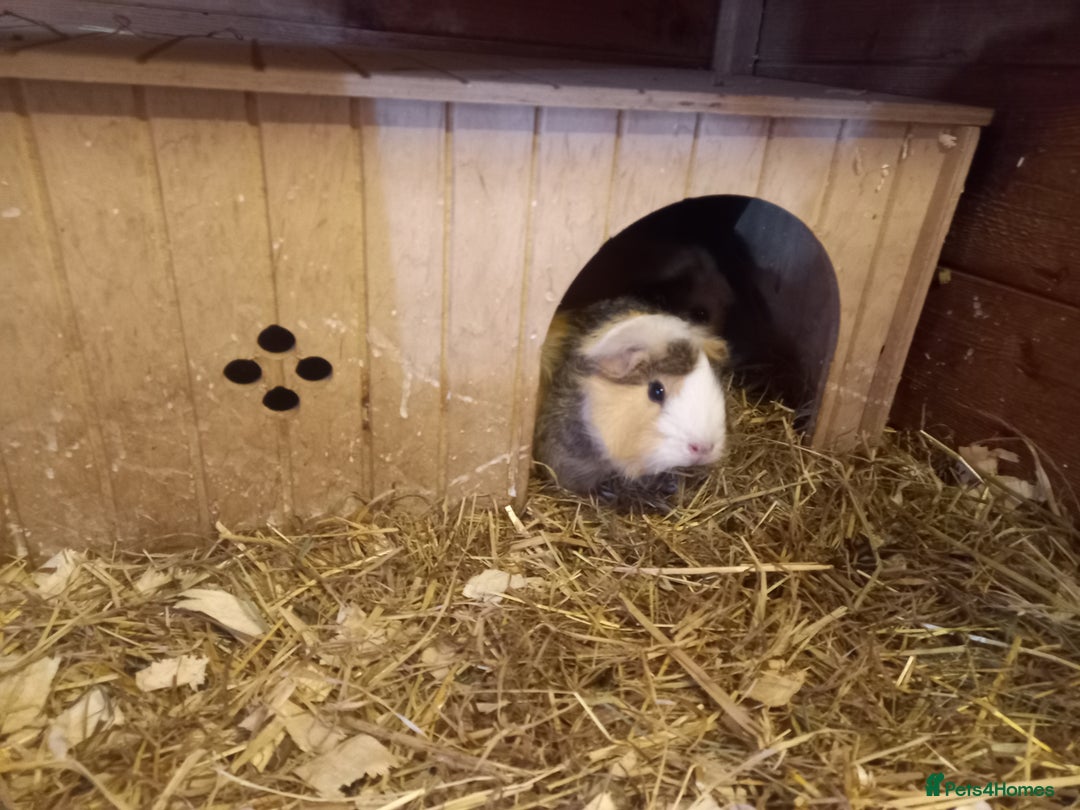Guinea Pig rodents for sale: Female baby guinea pigs  - Image 4