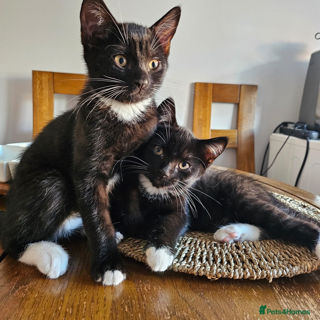 Mixed Breed cats for sale: 🐾 Cute Mixed British Shorthair🐾  - Image 4