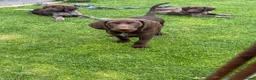 German Shorthaired Pointer dogs for sale: German Shorthaired Pointer Puppies  - Advert 3