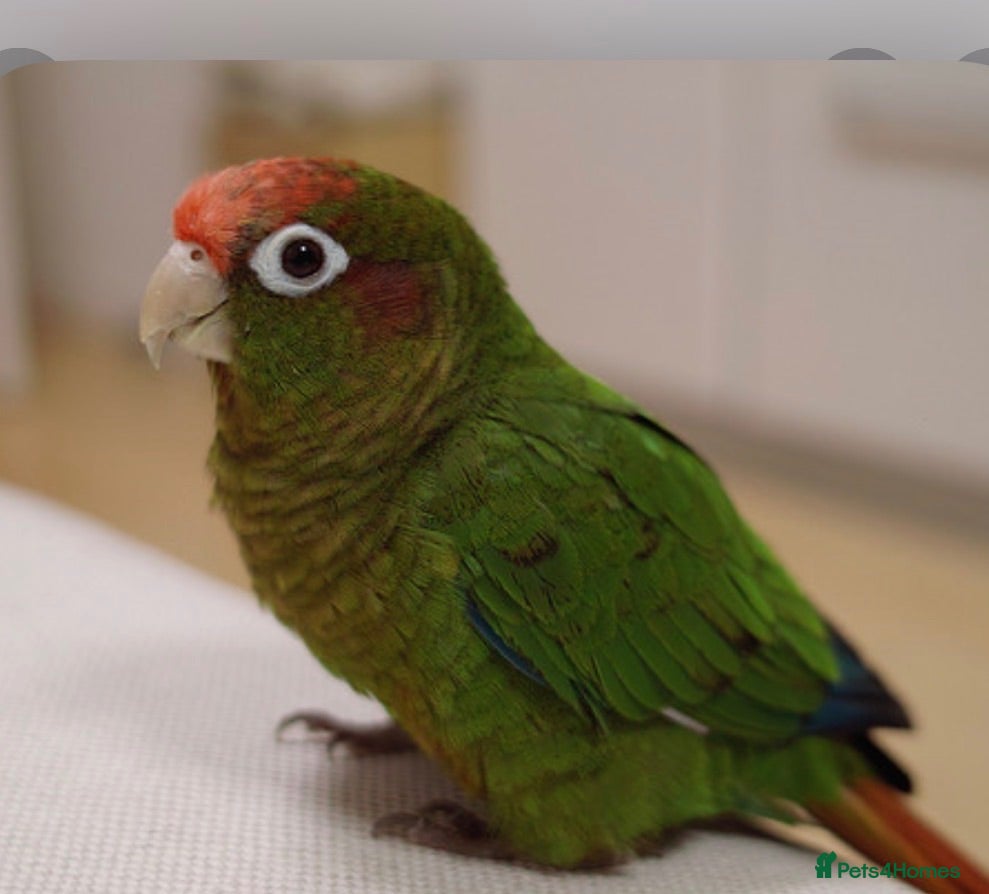 Conures birds Rose crown Conure + Cage + Toys + food - Advert 1