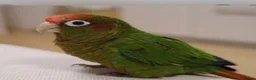 Conures birds for sale: Rare Rose crown Conure - Advert 4