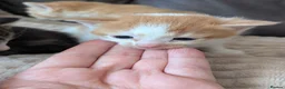 Mixed Breed cats for sale: Ginger kittens, torti and tabby in Brandon - Advert 4