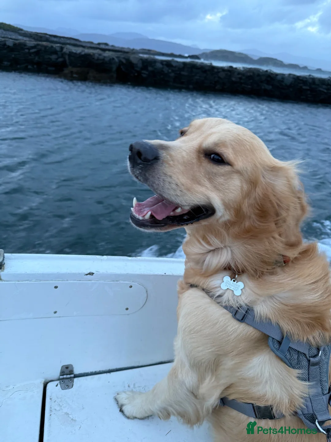 Golden Retriever dogs for stud: Dexx’s looking for a partner - Advert 2