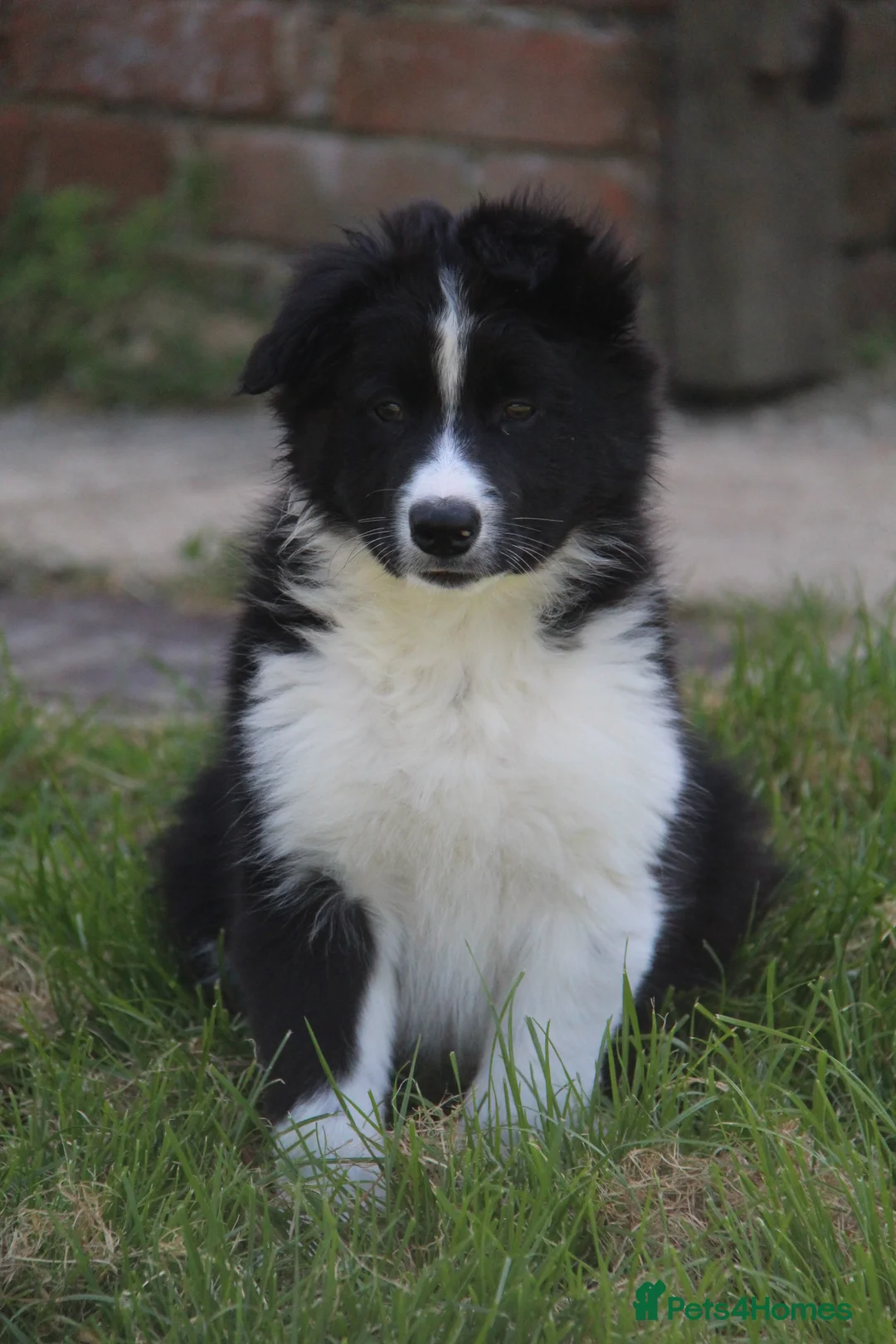Border Collie dogs for stud: ISDS&KC Fully Tested Border Collie for Stud in Bicester - Advert 18