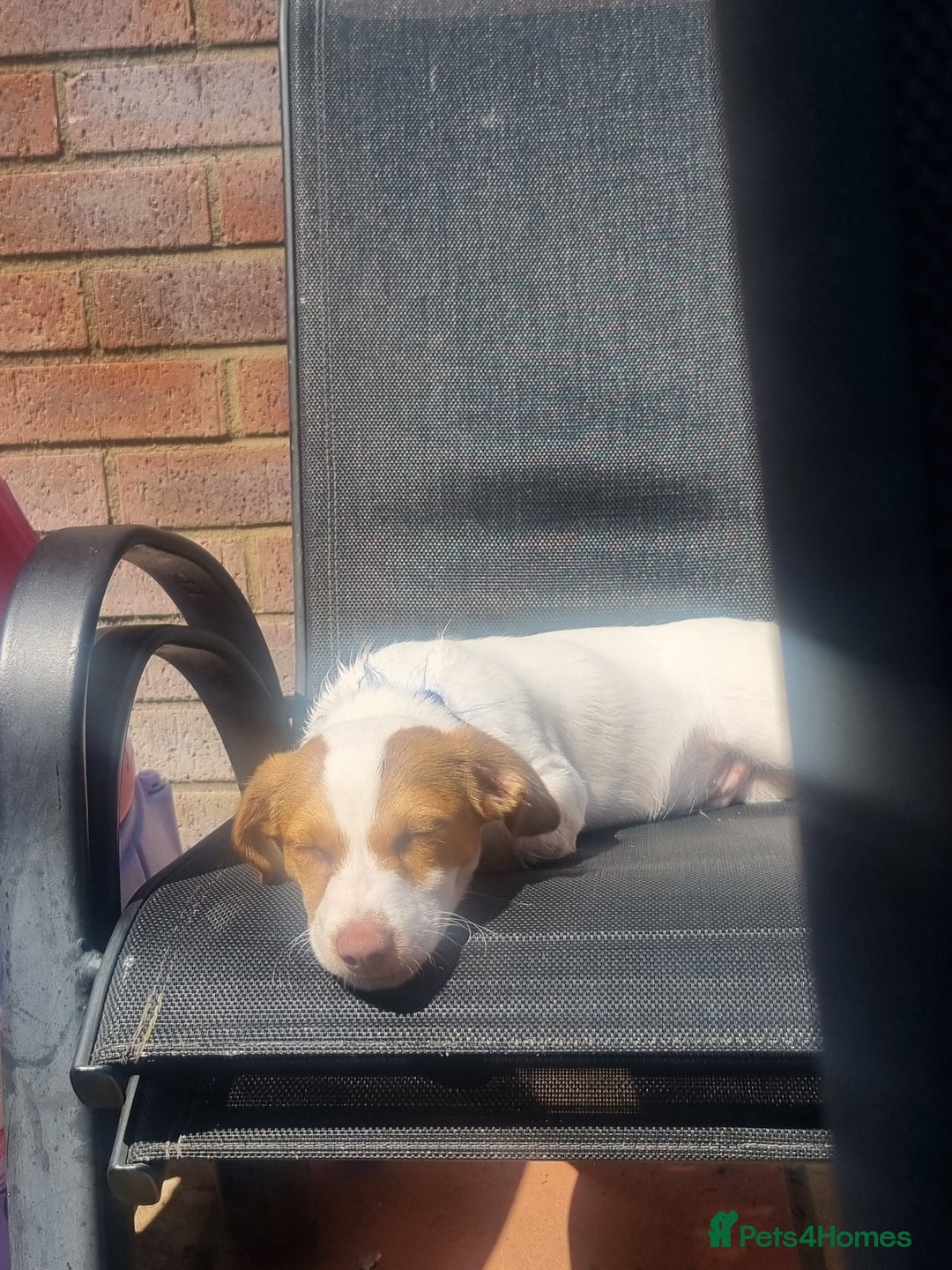 Mixed Breed dogs for sale: Teddy  - Image 1