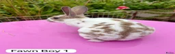 Rex rabbits for sale: Mini Rex Rabbits Mixed Colours Very Friendly  - Advert 15