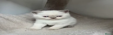 British Shorthair 1