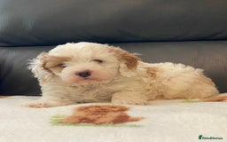Cavapoo dogs for sale: Super cute, health tested, friendly Cavapoo pups  - Image 6