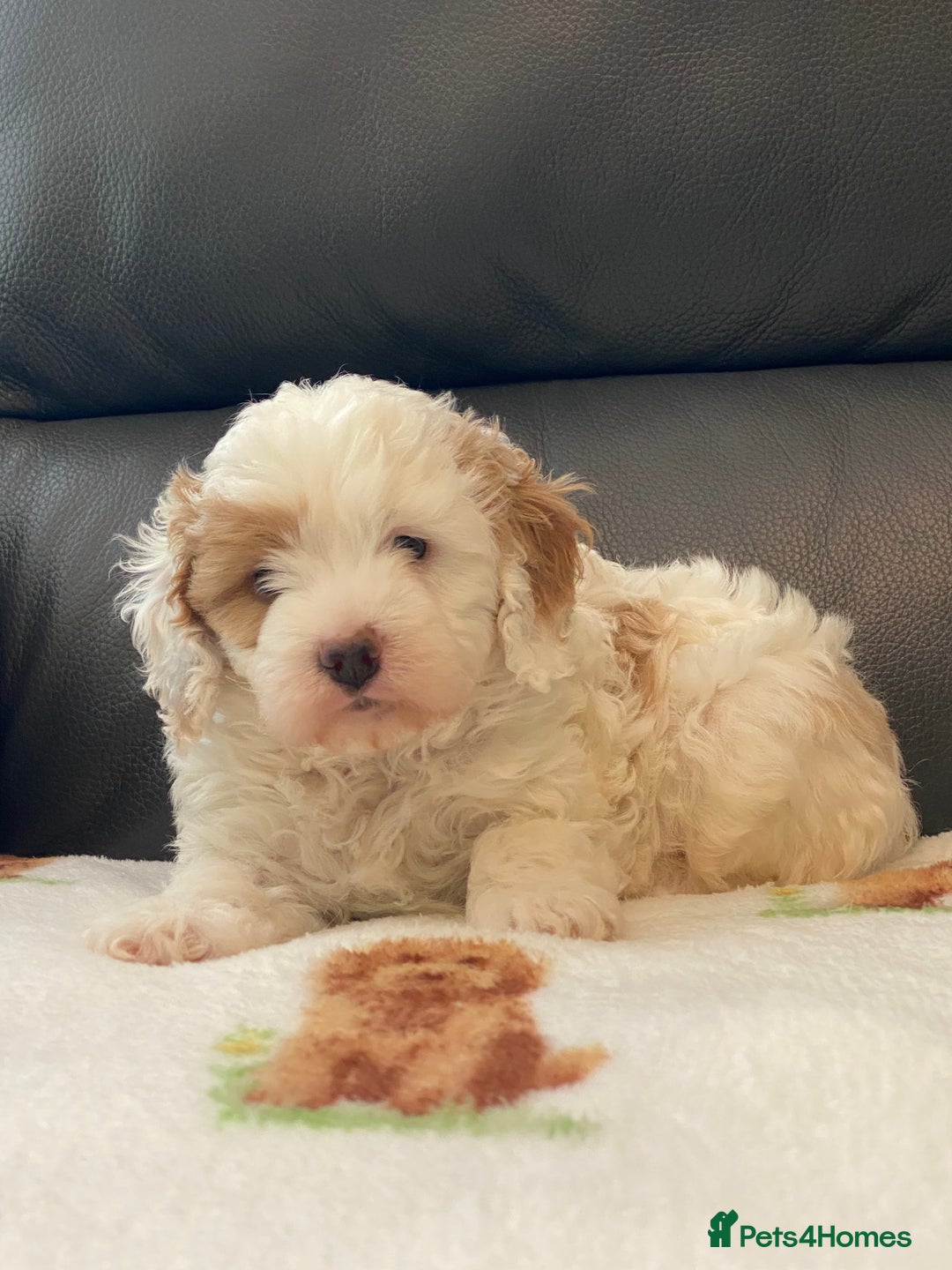 Cavapoo dogs for sale: Super cute, health tested, friendly Cavapoo pups  - Image 6