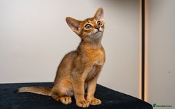 Abyssinian cats for sale:  Champions  Line Romeo-TICA reg. Abyssinian Beauty - Image 26