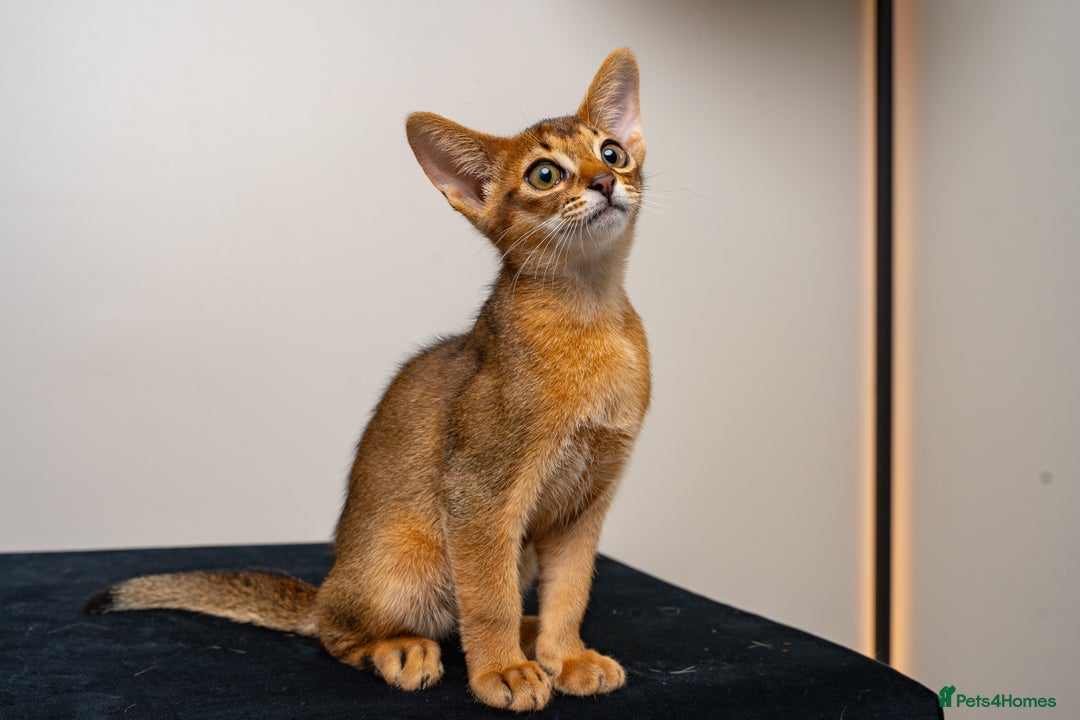 Abyssinian cats for sale:  Champions  Line Romeo-TICA reg. Abyssinian Beauty - Image 26