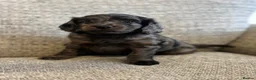 Cockapoo dogs for sale: Beautiful cockapoo puppies - Advert 5