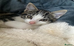 Mixed Breed cats for sale: 2 x 11 week old Female Kittens must go together!  - Image 18