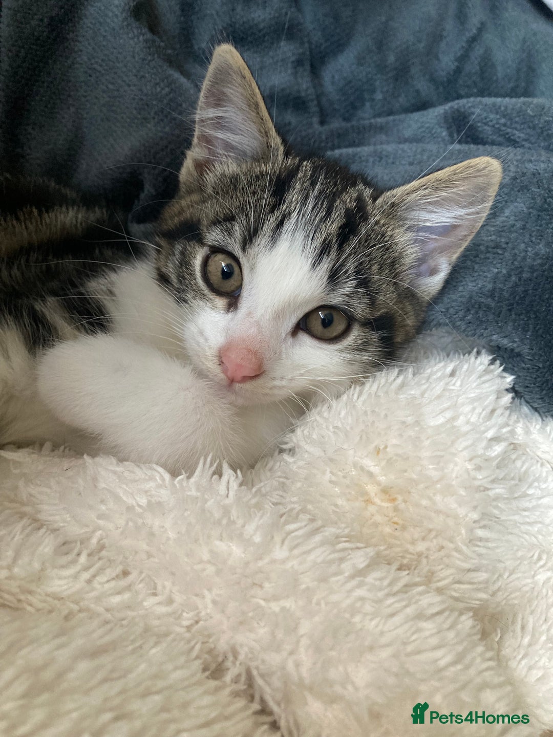 Mixed Breed cats for sale: 2 x 11 week old Female Kittens must go together!  - Image 18