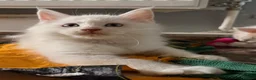 Maine Coon cats for sale: ✨🐾 MEET YOUR FUTURE MAINE COON COMPANION 🐾✨ - Advert 14