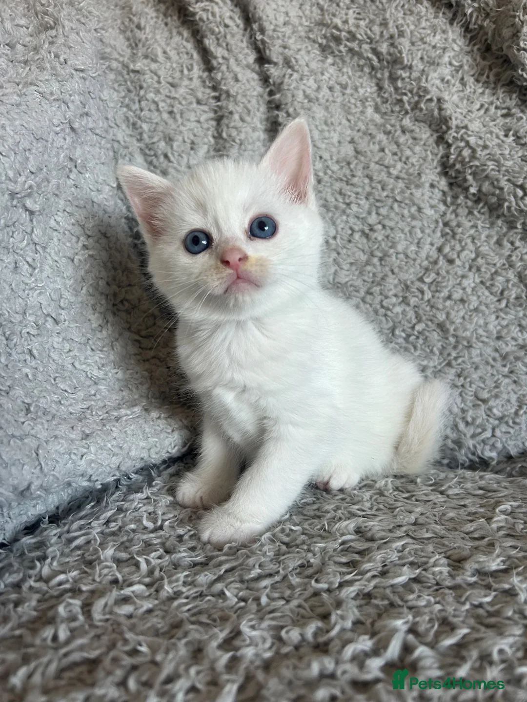 British Shorthair cats for sale: NORWEGIAN FOREST CAT X BRITISH SHORTHAIR KITTENS  - Advert 2