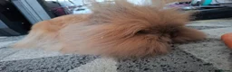 Angora rabbits for sale:  Pedigree Angora x Double Mained Lionhead babies   - Advert 9