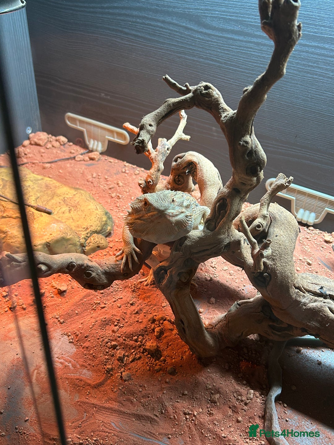 Bearded Dragon reptiles for sale: Bearded dragon and full set up including extras  - Advert 4