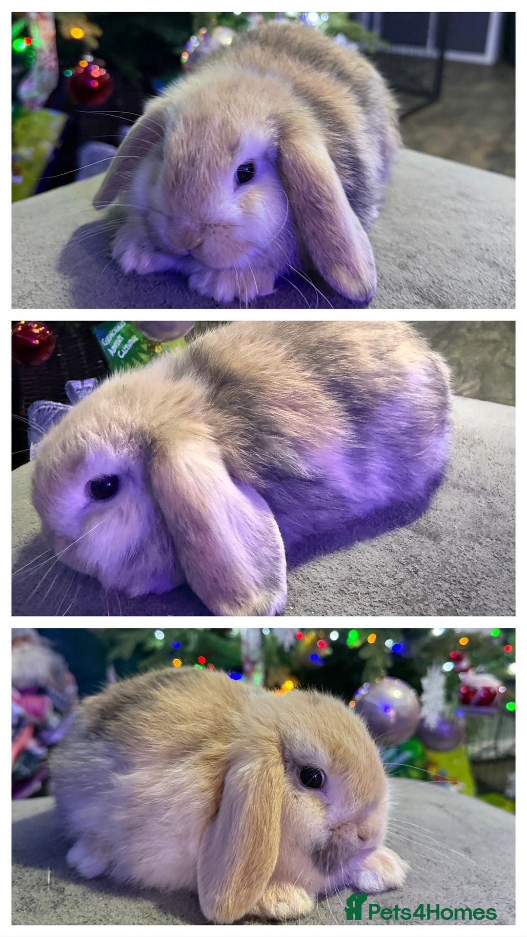 Mini Lop rabbits for sale: 🩷 Beautiful mini lops 🩷 - Advert 4