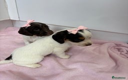 Cocker Spaniel dogs for sale: Only 1 pup left! Fantastic WCS health tested pup  - Image 8
