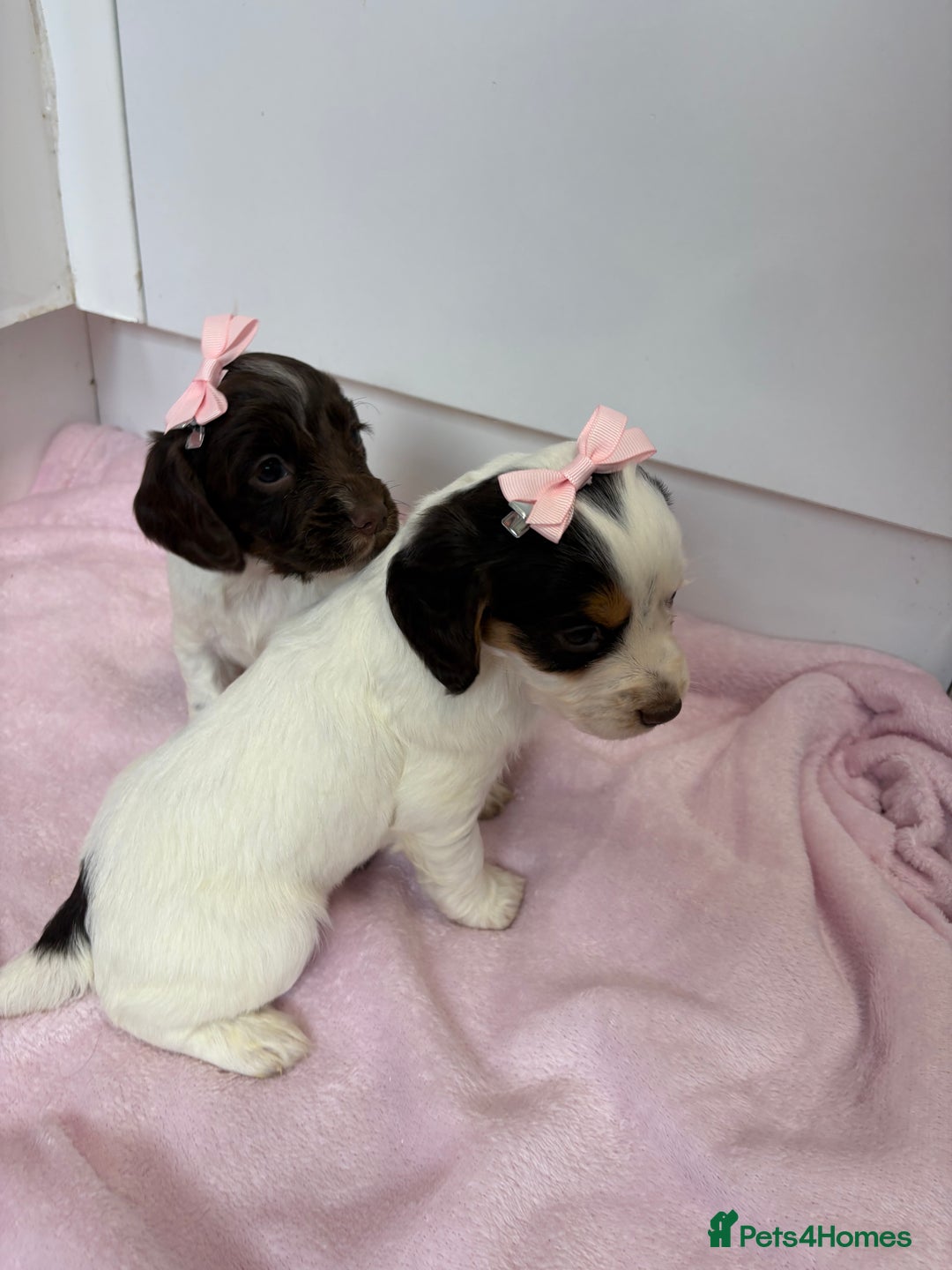 Cocker Spaniel dogs for sale: Only 1 pup left! Fantastic WCS health tested pup  - Image 8