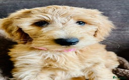 Labradoodle dogs for sale:  Adorable 🥰 Miniature Labradoodle Puppies F2B  - Image 33
